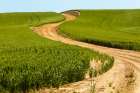 USA-Idaho-Genesee Green wheat fields Dirt road Art Print
